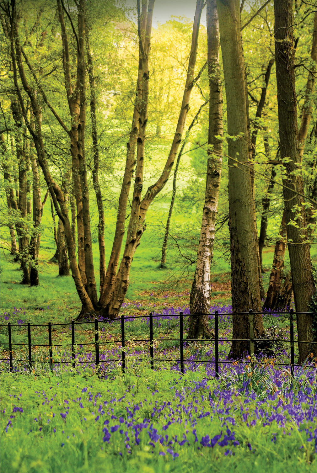 Bluebells in a Spring wood