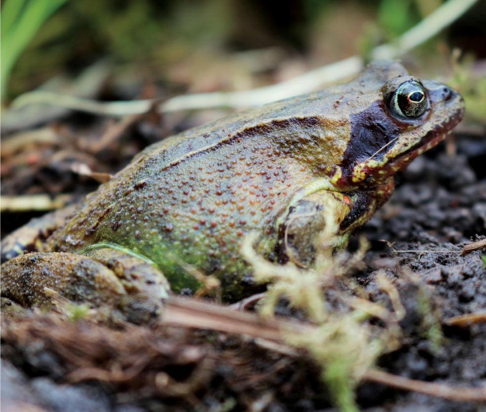 Common Frog