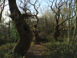 NEW DATE: Trees of the Heath and Climate, which trees will struggle amid climate change