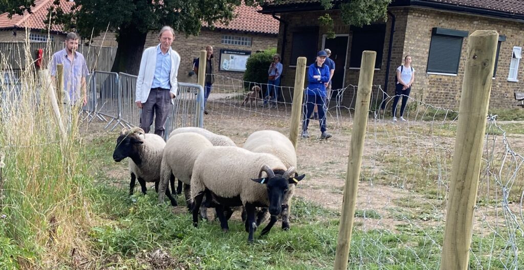 Tom Davis of Mudchute Farm and John Beyer bring the sheep to pasture in 2023
